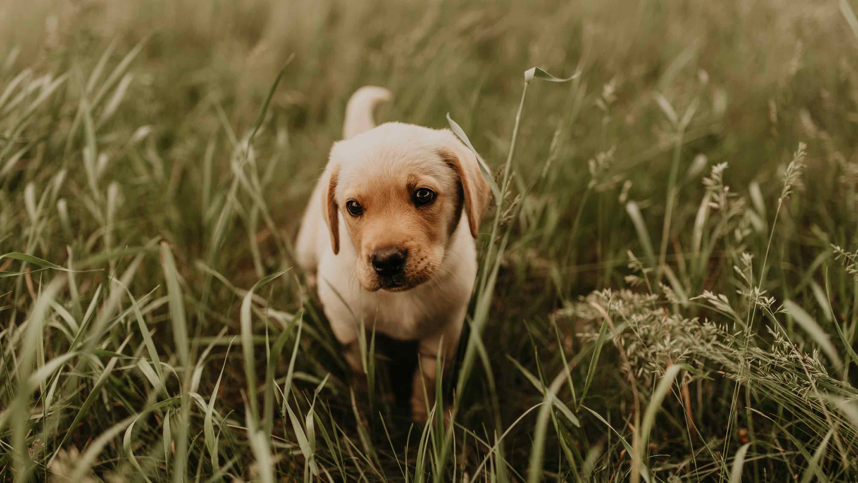 Ein Labrador Welpe spielt auf einer Wiese