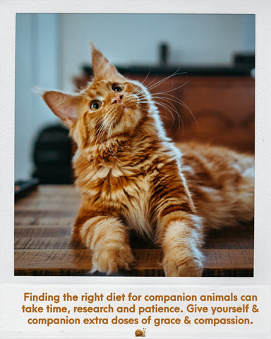 Finding the right diet for companion animals can take time, research and patience. Give yourself & companion extra doses of grace & compassion. 