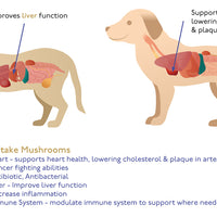 This is a diagram of the benefits of shiitake mushrooms for cats and dogs. It diagrams how shiitake improves liver function, supports heart health, lowers cholesterol, has cancer fighting abilities, is antibacterial, decreases inflammation & modulates the immune system where necessary. 
