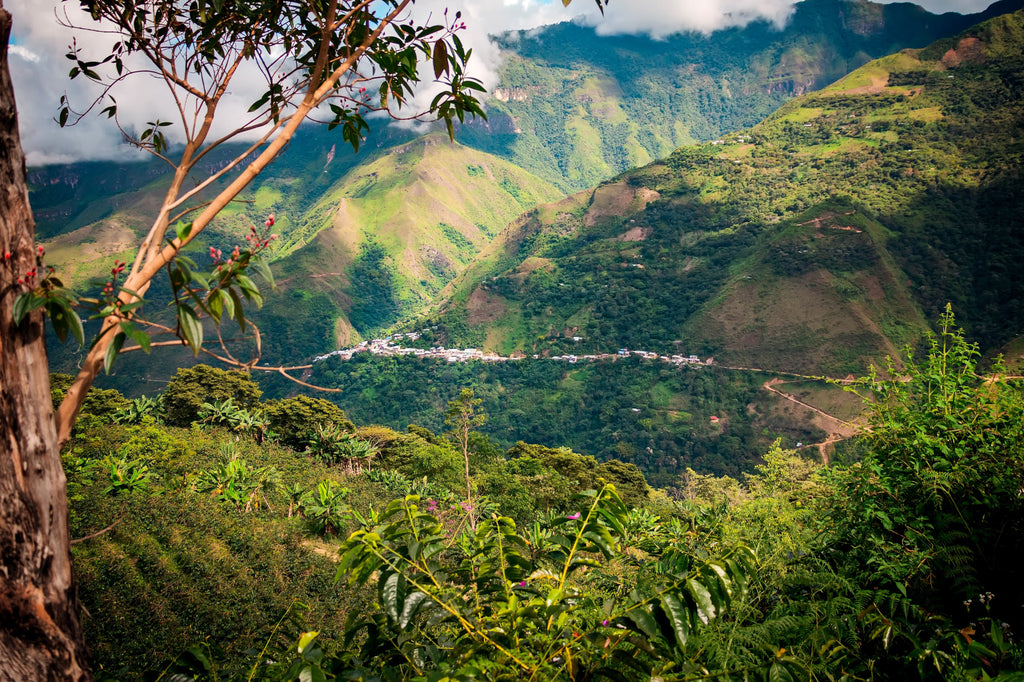 Al Palto Valley View All Coffee Peru in Amazonas