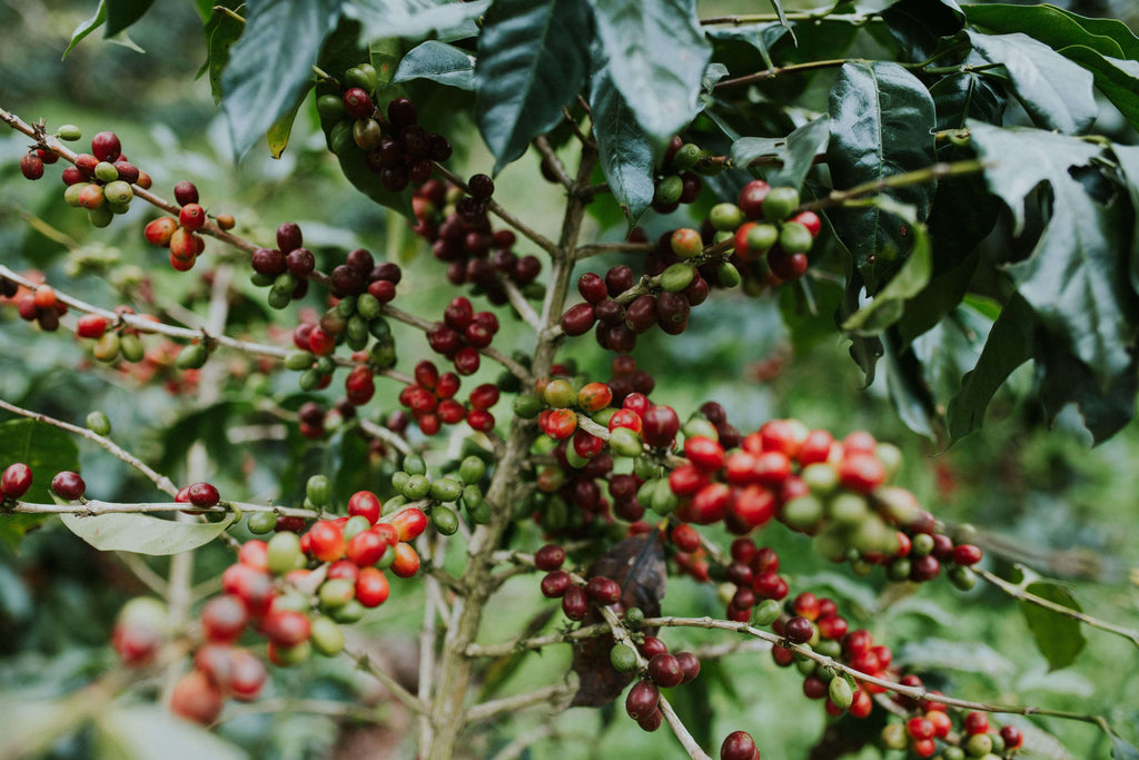 red coffee cherries on a tree