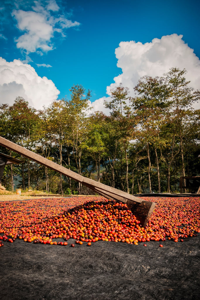 Red cherries drying in the sun