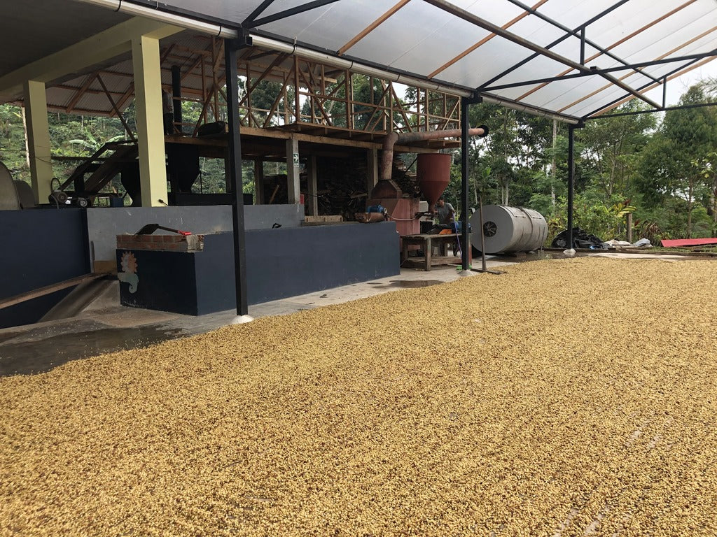 green coffee being dried