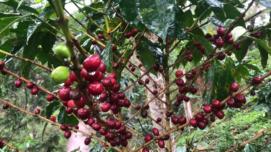 coffee cherries on a tree