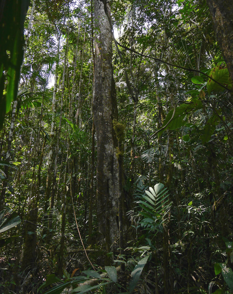 Tall trees in Peruvian rainforest