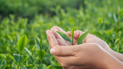 how to brew loose leaf tea like a pro