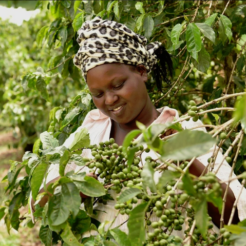 where does coffee come from