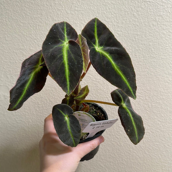 Begonia Listada – Smarty Plants Store