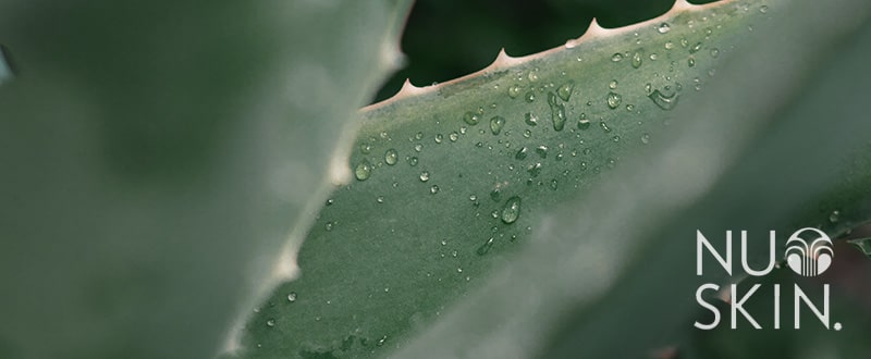 Nahaufnahme von Aloe Vera Pflanzenblättern von denen klare Wassertropfen perlen. Das Bild wurde mit dem NuSkin Markenlogo in der rechten unteren Bildecke gebrandet.