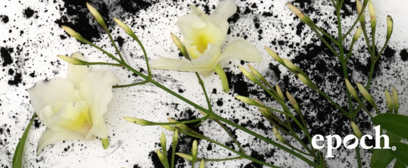 Blüten einer Vanillepflanzen liegen verstreut auf weißer Oberfläche inmitten von ausgeschütteter Kohle. Das Bild wurde mit dem epoch Logo von NuSkin gebrandet.