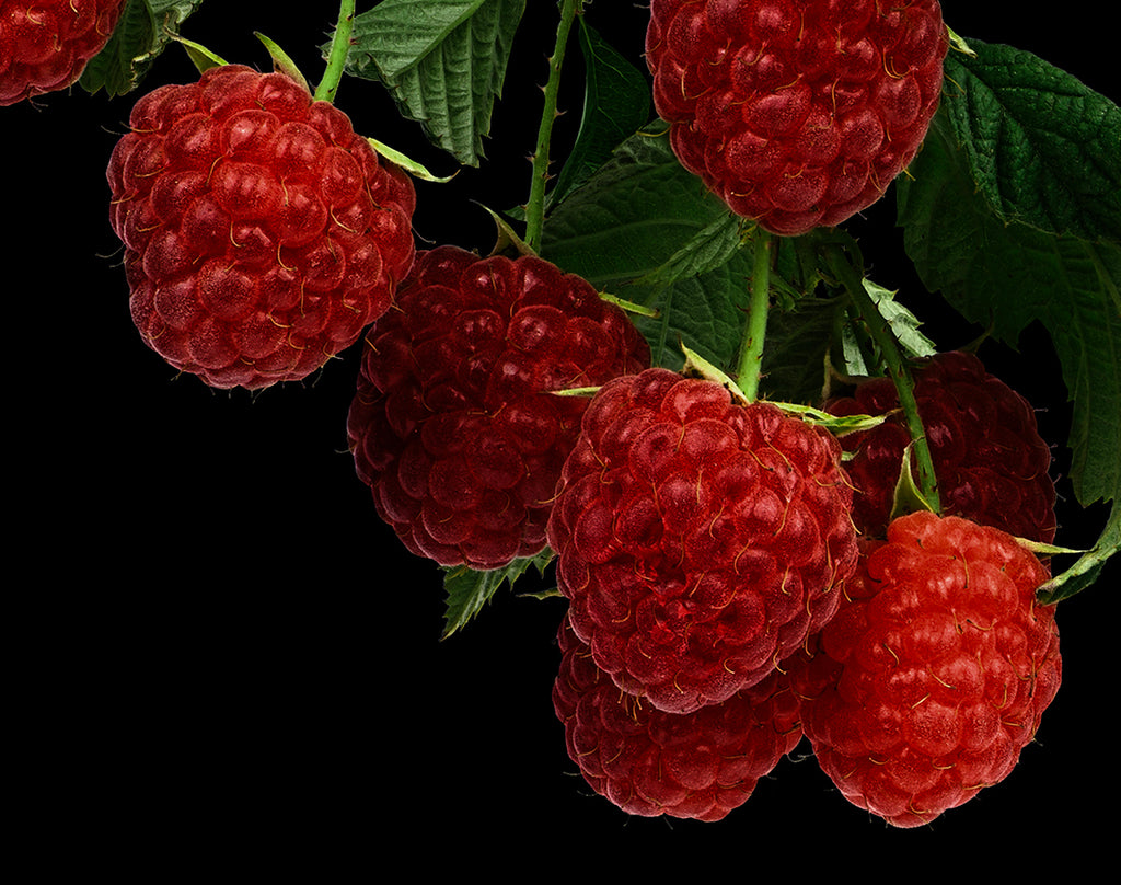 KELSEY Raspberry Farms Raspberry Fruit