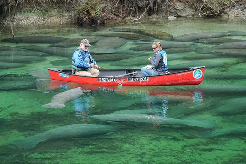 Manatee Season at the Florida Springs - Florida Springs Passport