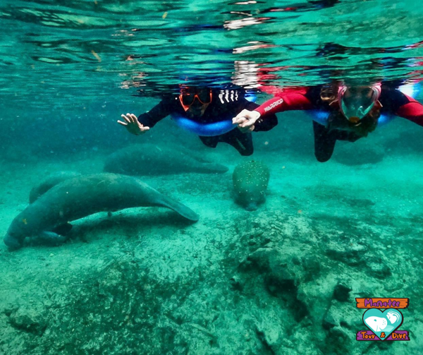 Swim with the Manatee | Manatee Tour and Dive | Florida Springs Passport