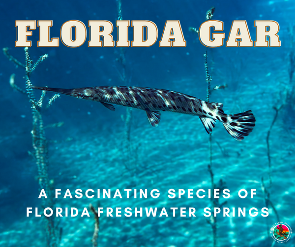 The Florida Gar | A Fascinating Species of Florida Freshwater Springs | Florida Springs Passport