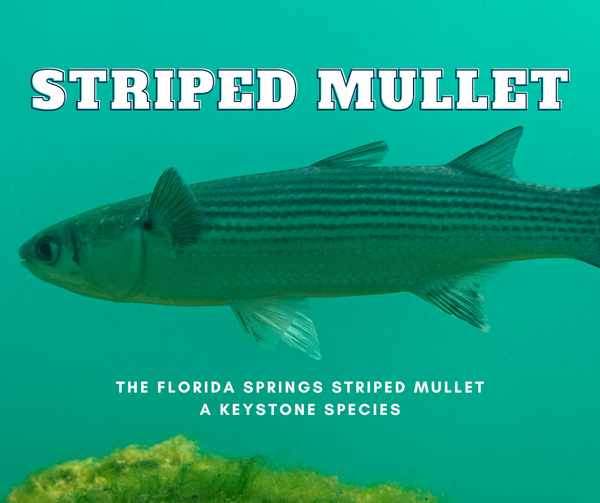 The Florida Springs Striped Mullet  A Keystone Species – Florida Springs  Passport