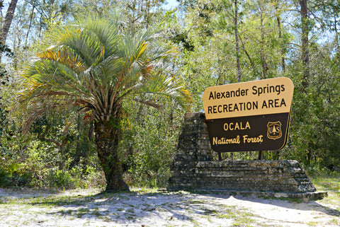 Alexander Springs inside Ocala National Forest - Florida Springs Passport