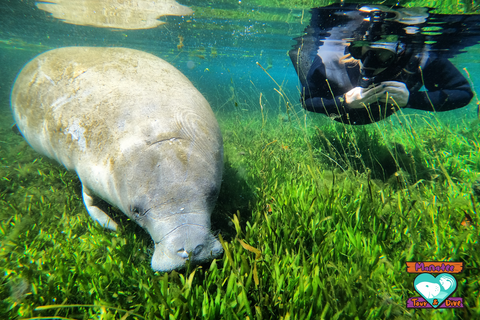 Manatee Season at the Florida Springs - Florida Springs Passport