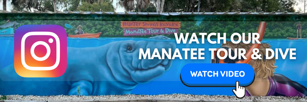Swim with the Manatees | Tour and Dive | Florida Springs Passport