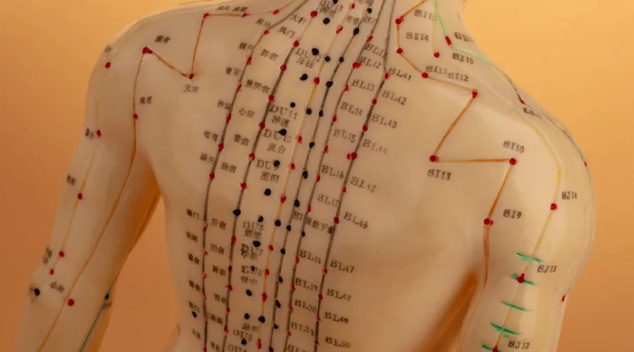 meridian points used in acupuncture