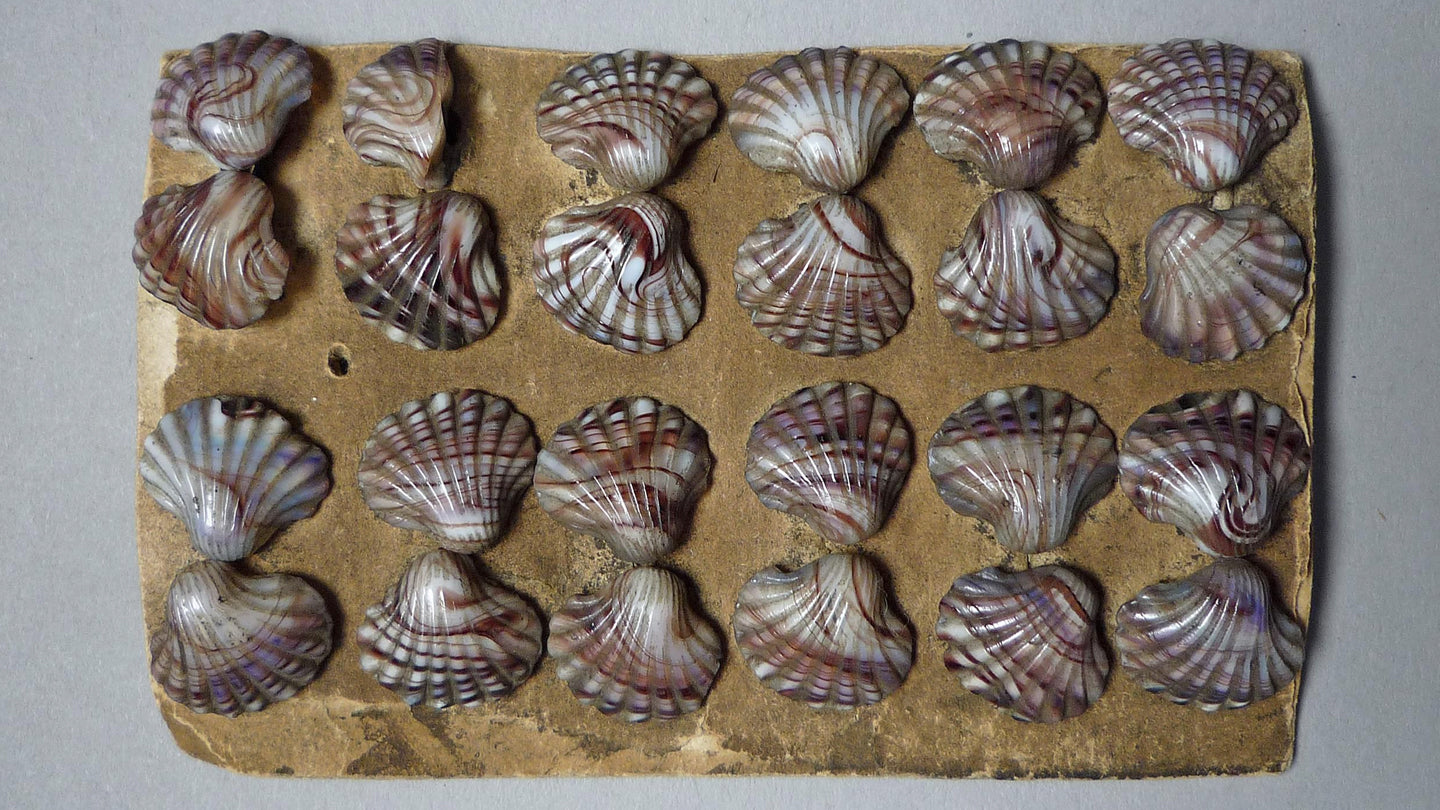 Scallop shell cufflinks