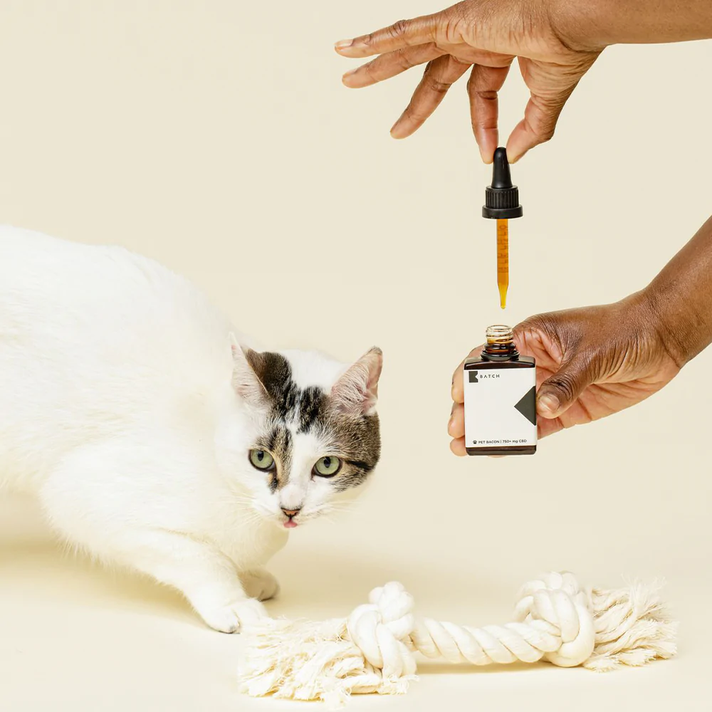 CBD Oil For Cats : Guidance & Recommendations From The Experts – BATCH