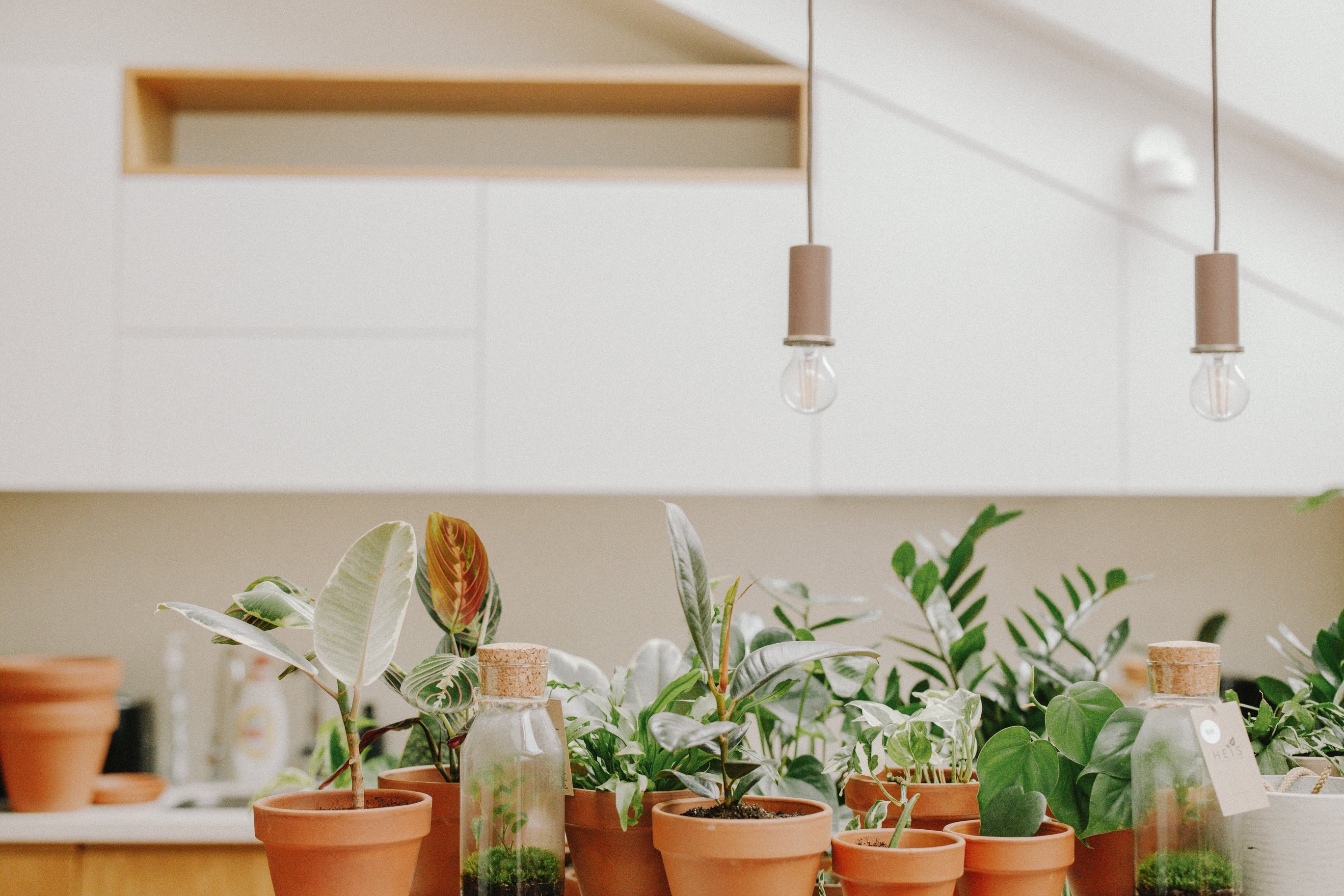 indoor-plants-for-very-small-pots