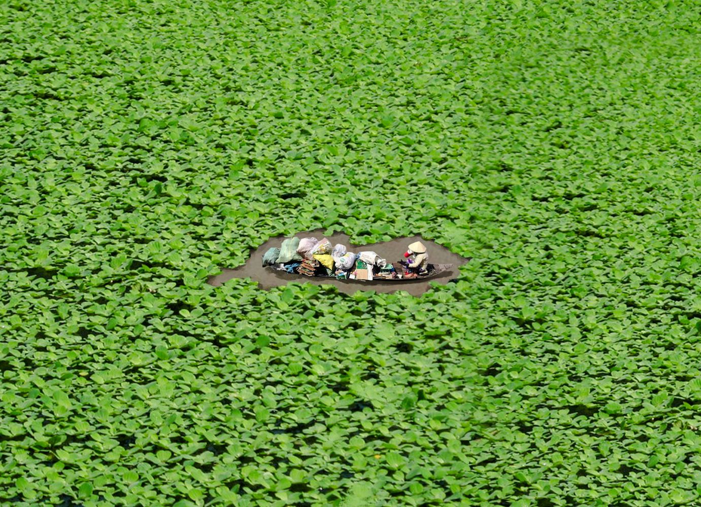 eco-friendly-materials-water-hyacinth