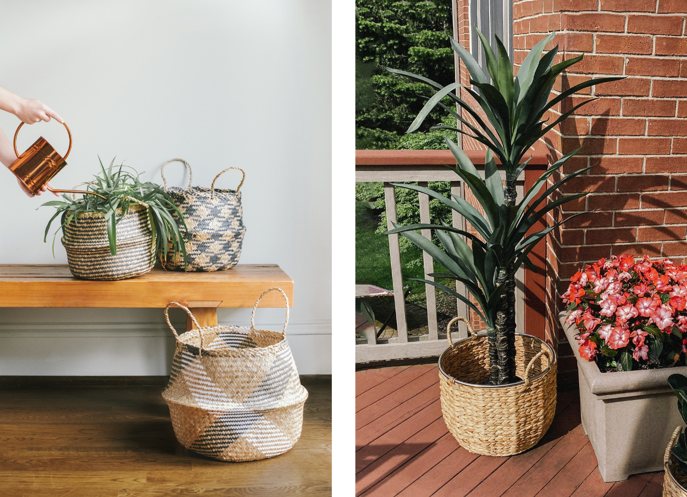 proper-care-for-your-plant-home