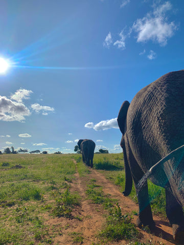 Group of Elephants strolling