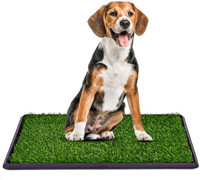 how do you train a dog to poop on a pad