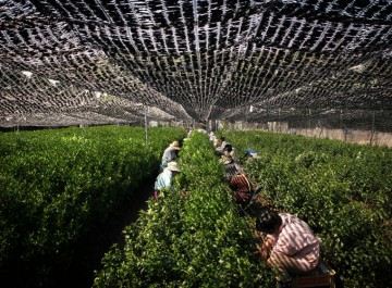 matcha shaded farm growing