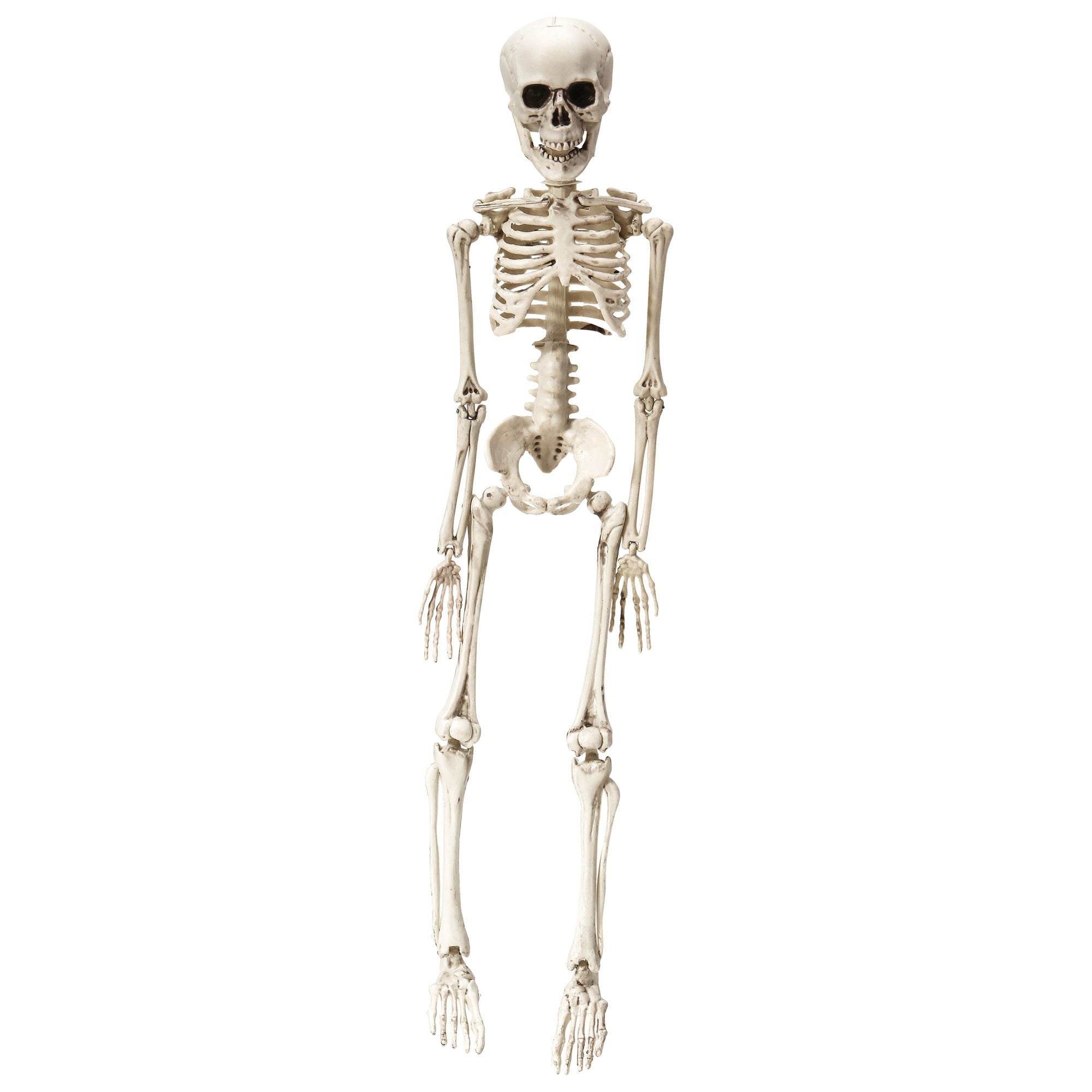 Skelet 50 cm | One Size