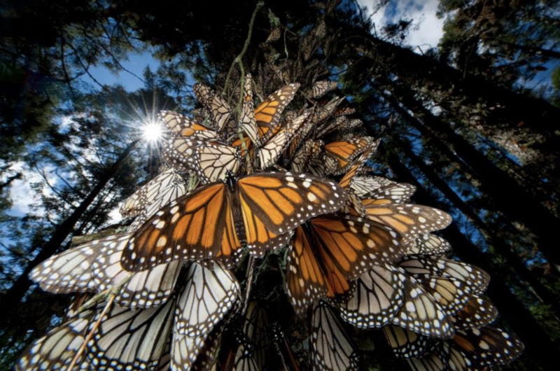 Monarch butterflies gathered on tree