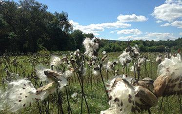 Milkweed