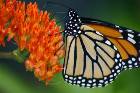 Monarch Butterflyweed