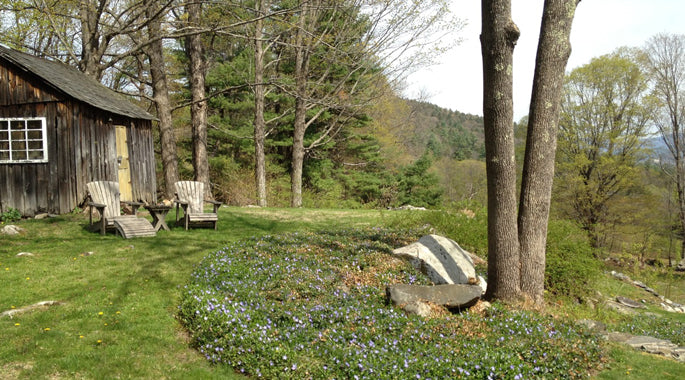 Forest Conservation in Vermont