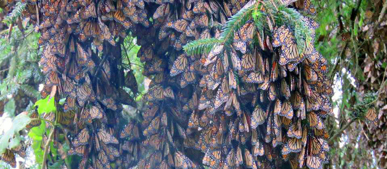 Monarch Butterflies in Michoacan, Mexico