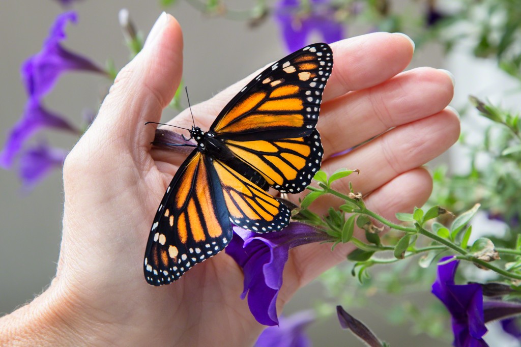 A Monarch butterfly we reared in Vermont