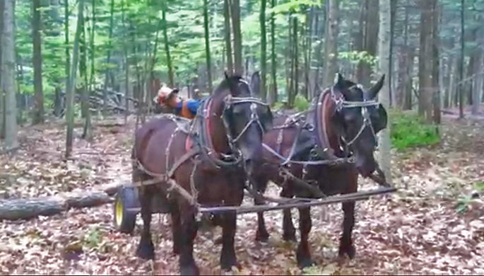 Logging with Horses in Vermont | Naked Table Project | Charles Shackleton