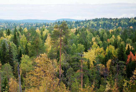 Intact old-growth forest on land leased by IKEA/Swedwood in Russian 