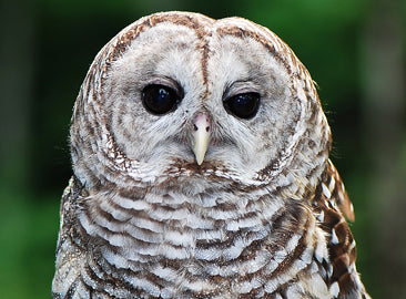 adopt_web_barred_owl_lp