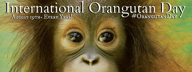 OrangutanEyes