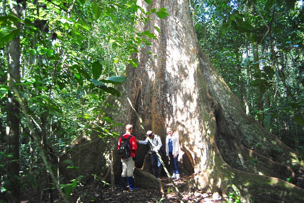 Massive tree in the Serere Reserve | Madidi | Bolivian Amazon
