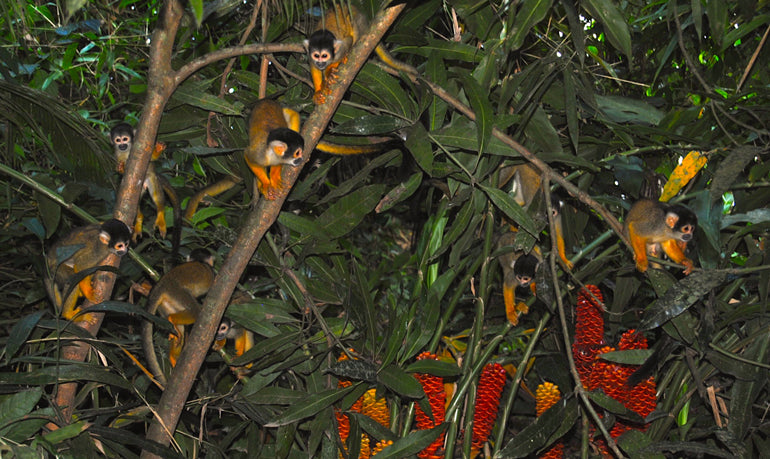 Yellow Monkeys | Amazon Rainforest | Serere Reserve | Bolivia | Madidi