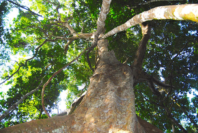 Massive Rainforest Tree | Madidi | Serere