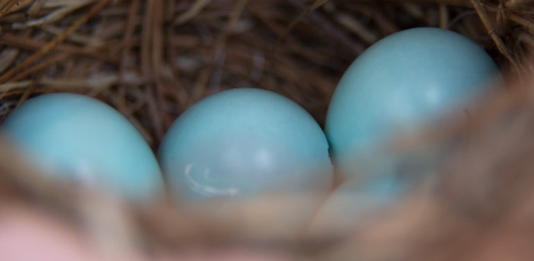 Blue bird eggs in a nest at Stonehurst | Vermont Fine Furniture Store