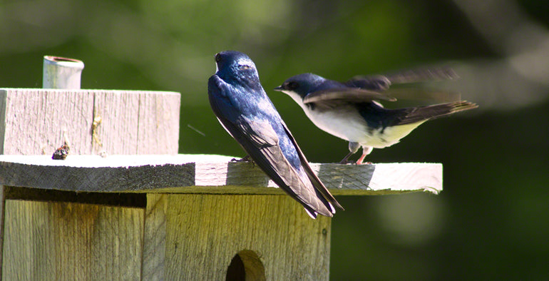 Tree Swallows | Stonehurst Fine Furniture Showroom | Vermont