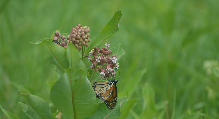 Monarch Butterfly on Milkweed