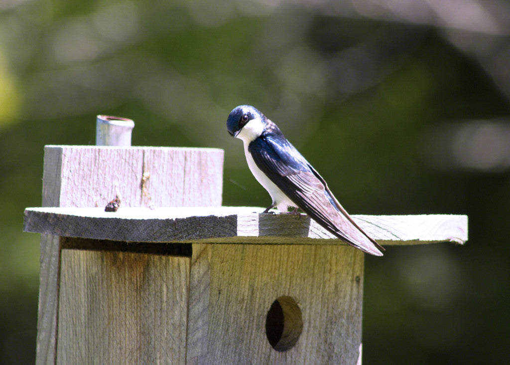 Conserve Birds this Global Big Day