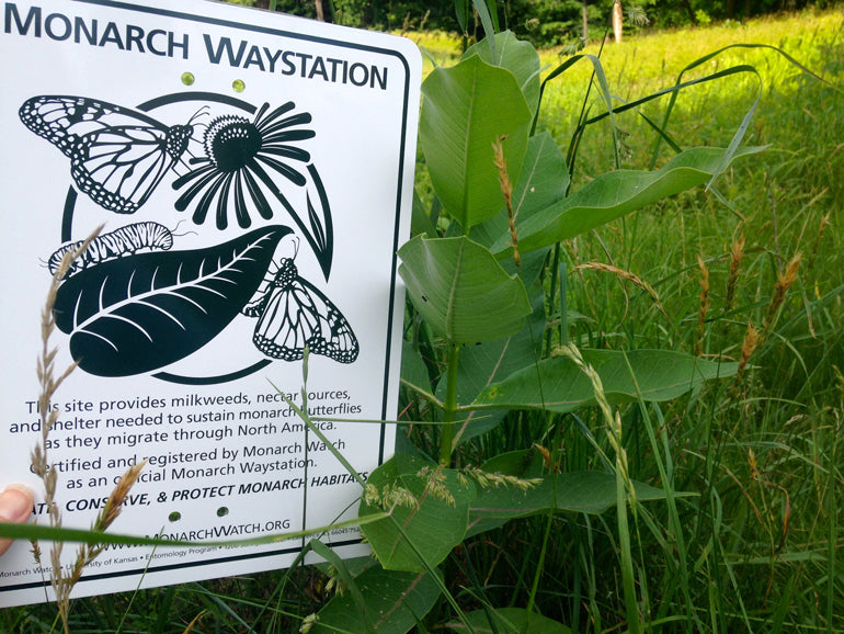 Monarch Butterfly Waystations in Vernon, Vermont